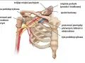 Anatomia okolicy szyjno-barkowej: tętnica i żyła podobojczykowa, mięśnie pochyłe, splot barkowy. Kluczowe dla zrozumienia zespołu szyjno barkowego.