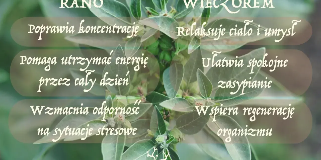 Ashwagandha od ilu lat? Roślina wspiera koncentrację rano, a wieczorem relaksuje ciało i umysł. Pomaga utrzymać energię i spokojnie zasypiać.