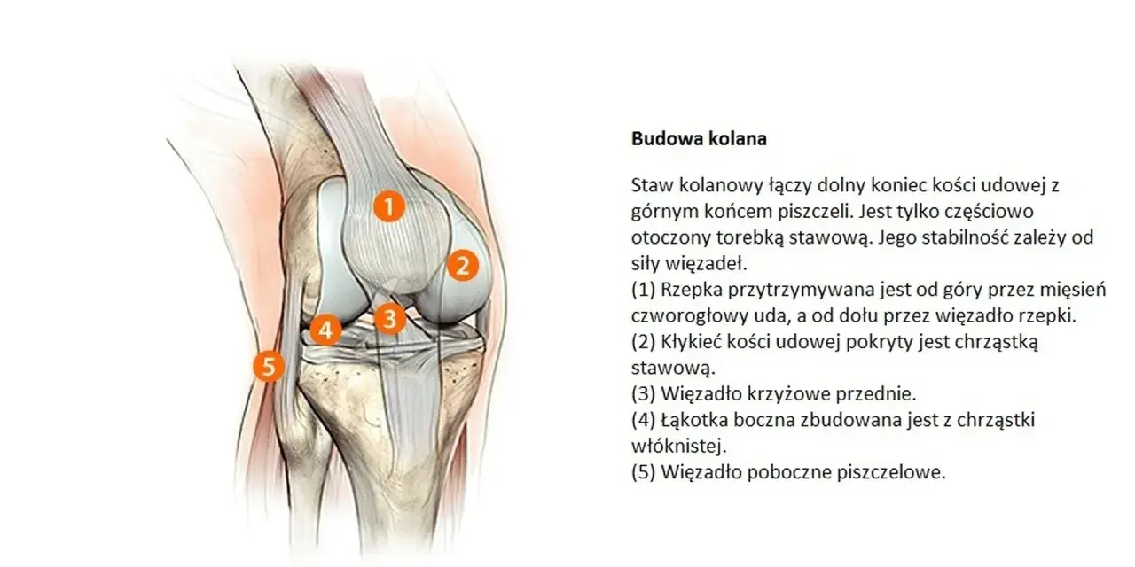 Anatomia kolana: staw otoczony torebką stawową, z widocznymi więzadłami i chrząstkami.
