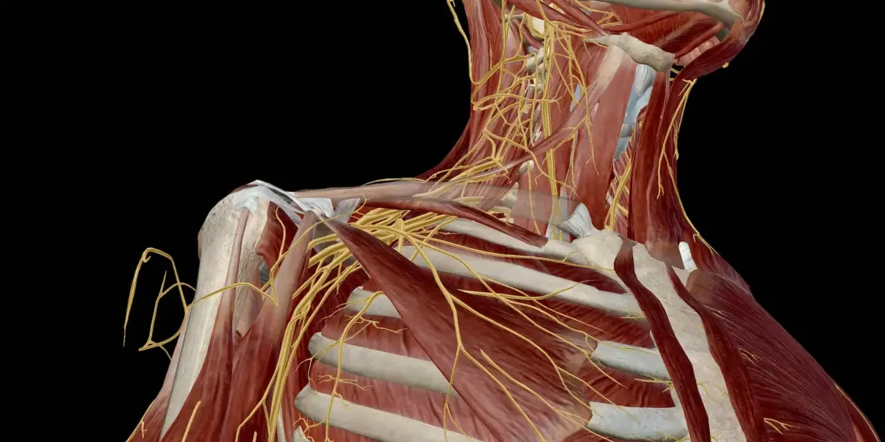 Anatomical view of the shoulder and neck, highlighting the complex network of nerves. This visualization helps understand the potential for uszkodzenie splotu ramiennego.