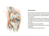 Anatomia kolana: staw otoczony torebką stawową, z widocznymi więzadłami i chrząstkami.