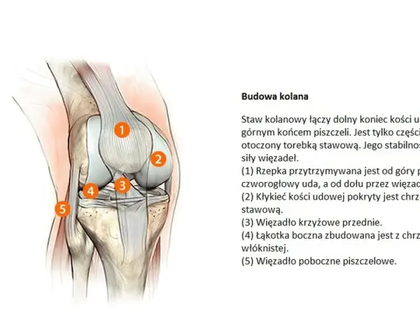 Anatomia kolana: staw otoczony torebką stawową, z widocznymi więzadłami i chrząstkami.