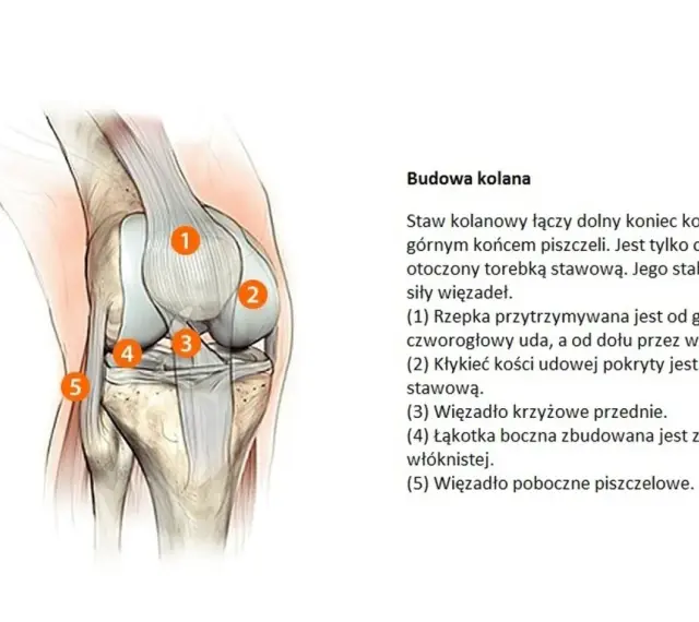 Anatomia kolana: staw otoczony torebką stawową, z widocznymi więzadłami i chrząstkami.