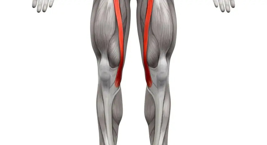 Anatomical illustration of the human leg, highlighting the sartorius muscle (mięsień szewski) in red.