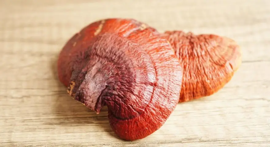 Dwa suszone grzyby reishi o intensywnym, czerwono-brązowym kolorze leżą na drewnianym blacie.