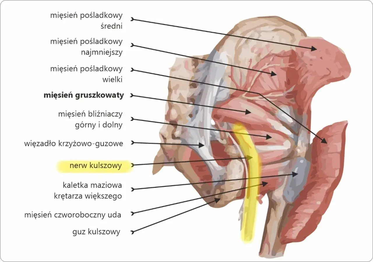 Nerw kulszowy, biegnący przez mięsień gruszkowaty, unerwia tylną część uda i podudzia.