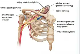 Anatomia okolicy szyjno-barkowej: tętnica i żyła podobojczykowa, mięśnie pochyłe, splot barkowy. Kluczowe dla zrozumienia zespołu szyjno barkowego.