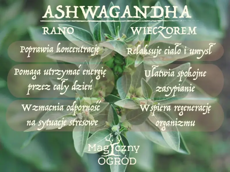 Ashwagandha od ilu lat? Roślina wspiera koncentrację rano, a wieczorem relaksuje ciało i umysł. Pomaga utrzymać energię i spokojnie zasypiać.