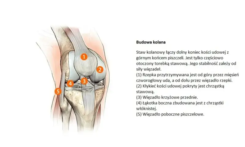 Anatomia kolana: staw otoczony torebką stawową, z widocznymi więzadłami i chrząstkami.