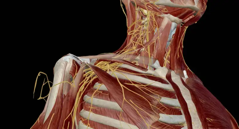 Anatomical view of the shoulder and neck, highlighting the complex network of nerves. This visualization helps understand the potential for uszkodzenie splotu ramiennego.